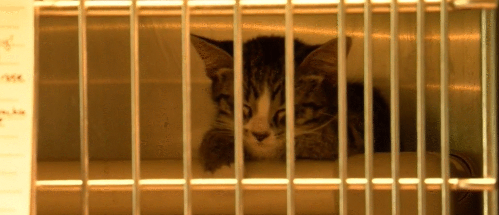 Central missouri humane society