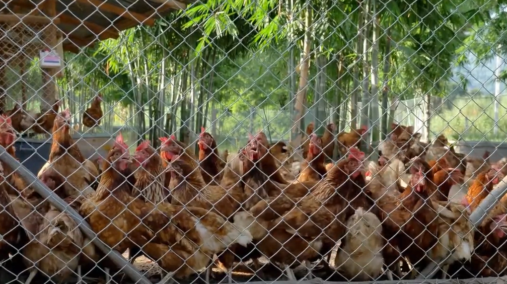 Broiler chicken class action Broiler chicken class action