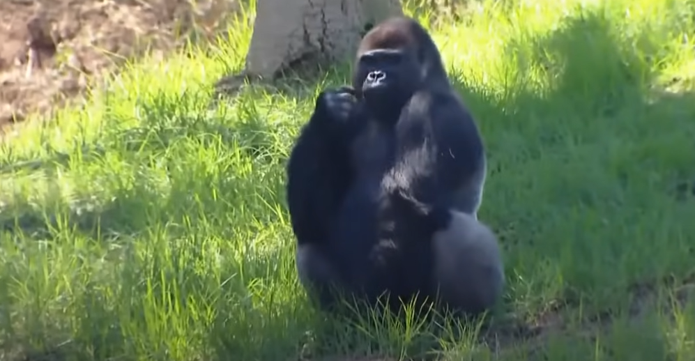 Gorilla San Diego Zoo Gorilla San Diego Zoo