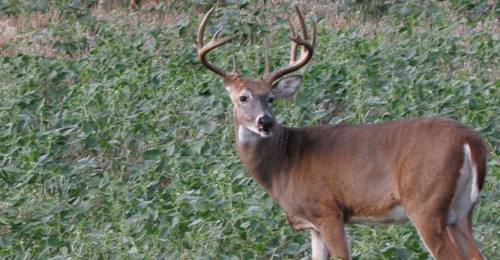 When Is Deer Season In Missouri When Is Deer Season In Missouri
