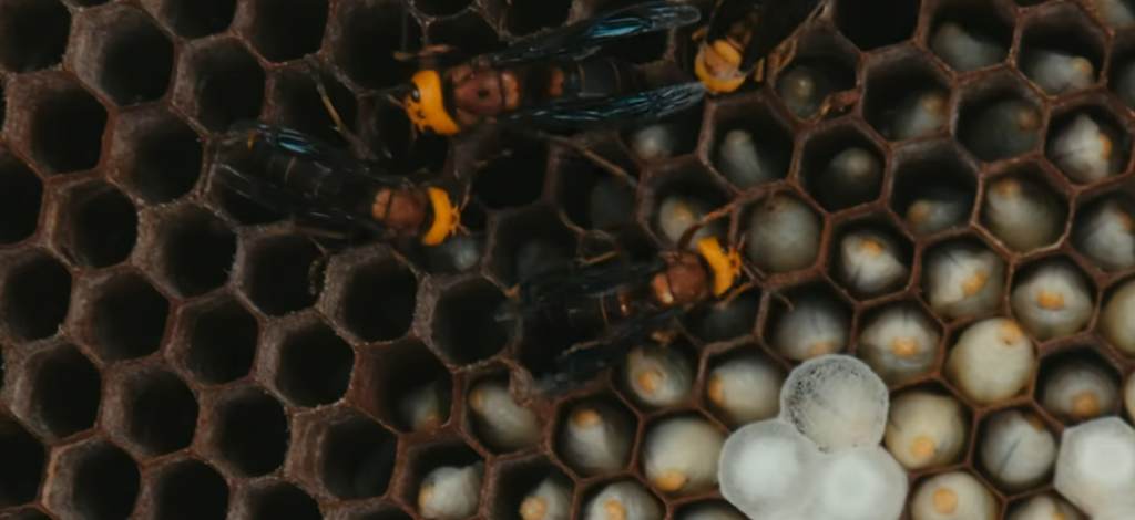 Oriental Hornet Croatia Return Sparks Public Health Advisory Oriental Hornet Croatia Return Sparks Public Health Advisory