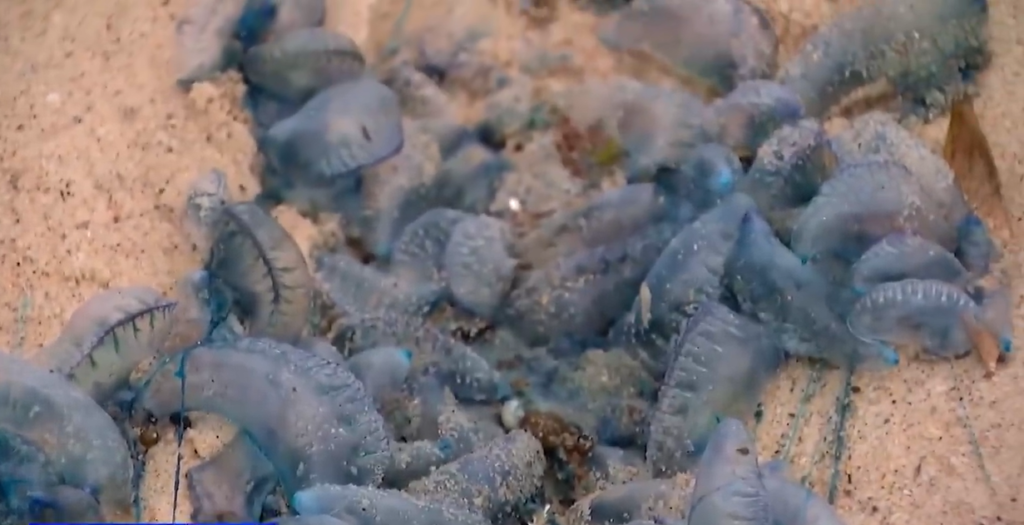 Bluebottles Australian Beaches: Are We Entering a New Jellyfish Era? Bluebottles Australian Beaches: Are We Entering a New Jellyfish Era?