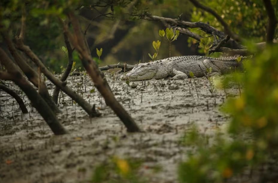 How Emporia’s Local Zoo Ended Up with an Alligator It Wasn’t Expecting