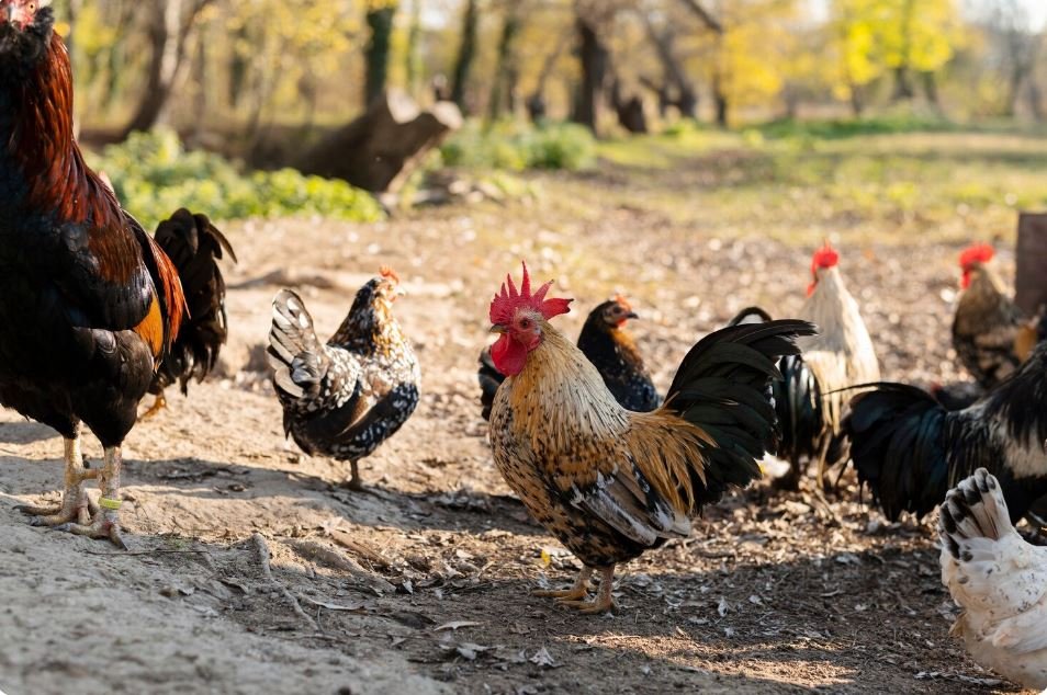 Why Hundreds of Chickens Are Roaming Free in Downtown Little Rock