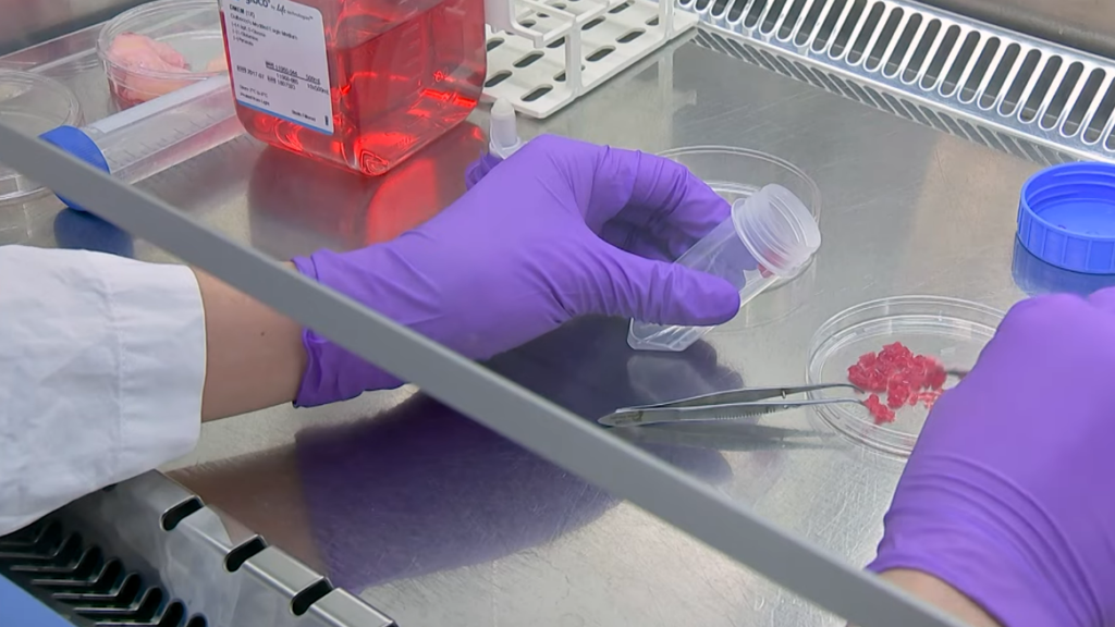 Lab-Grown Meat: USDA Approves Sale of Cultivated Chicken—Would You Eat Meat Grown in a Bioreactor? Lab-Grown Meat: USDA Approves Sale of Cultivated Chicken—Would You Eat Meat Grown in a Bioreactor?