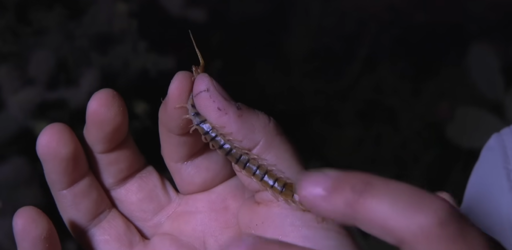 Why You Should Never Kill a House Centipede