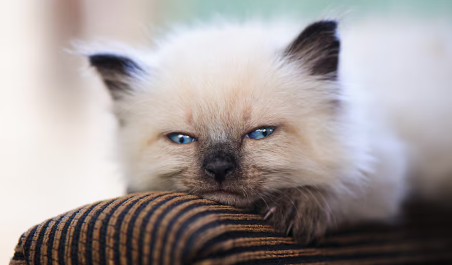 Fading Kitten Syndrome