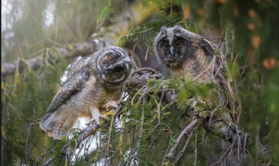 The Missouri Owl Species
