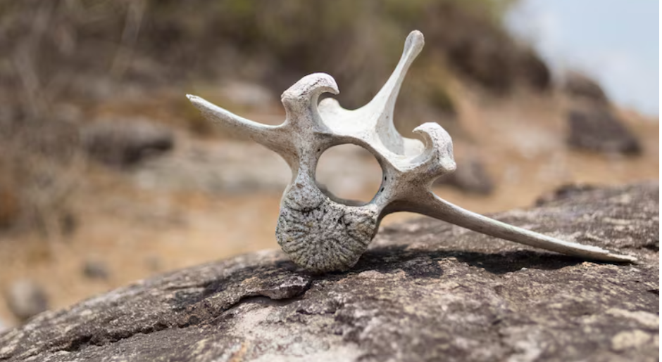 New Zealand's Million-Year-Old Fossils