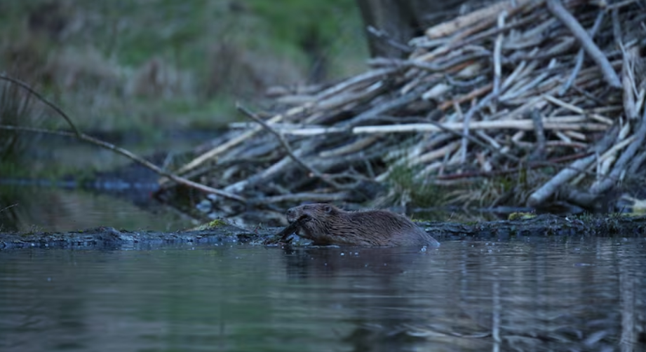 Beaver Translocation Utah Rivers