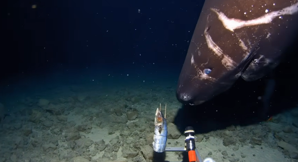 Pacific Sleeper Sharks: The Deep-Sea Giants That Scientists Are Only Beginning to Understand Pacific Sleeper Sharks: The Deep-Sea Giants That Scientists Are Only Beginning to Understand