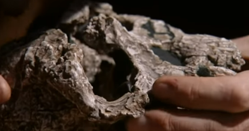 The Mansoura University Fossil Ape Discovery That Just Rewrote Human Origins The Mansoura University Fossil Ape Discovery That Just Rewrote Human Origins