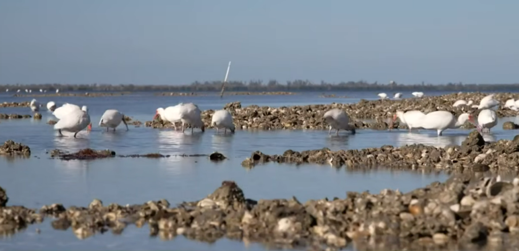 Gulf of Mexico Oyster Reef Recovery Is Working — And the Ocean Is Proving It Gulf of Mexico Oyster Reef Recovery Is Working — And the Ocean Is Proving It