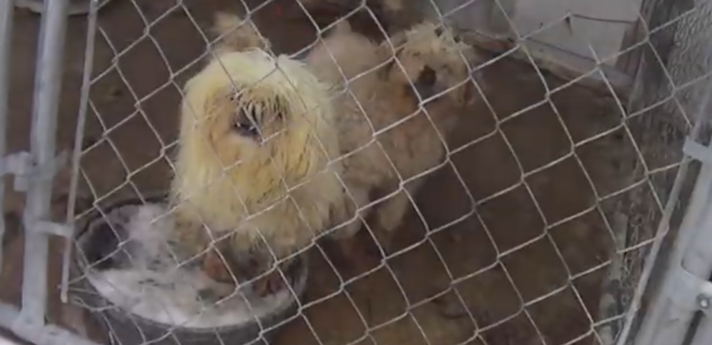 Wuanita Swedlund USDA Inspection Lawsuit