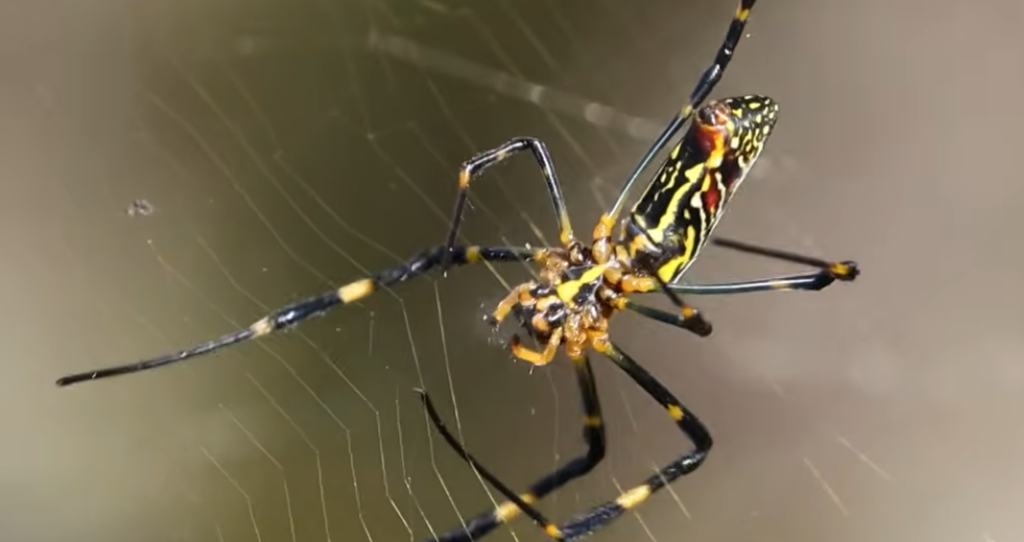 GSMNP Joro Spider Sightings