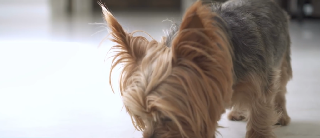 Years Buckwheat Pet Food Recall