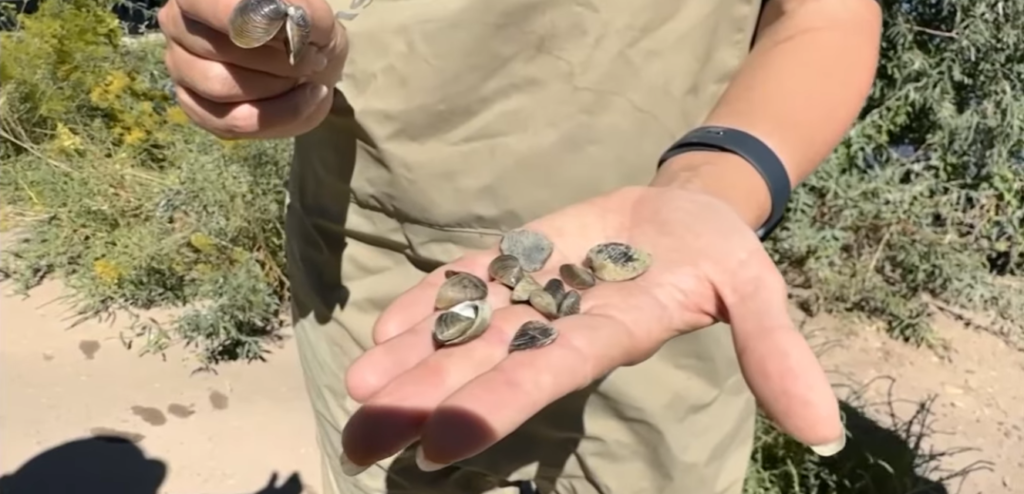 Zebra Mussel DNA Detected in Colorado River