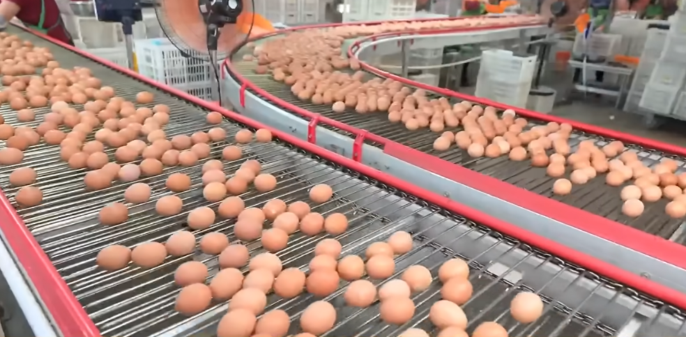 Salmonella outbreak linked to eggs