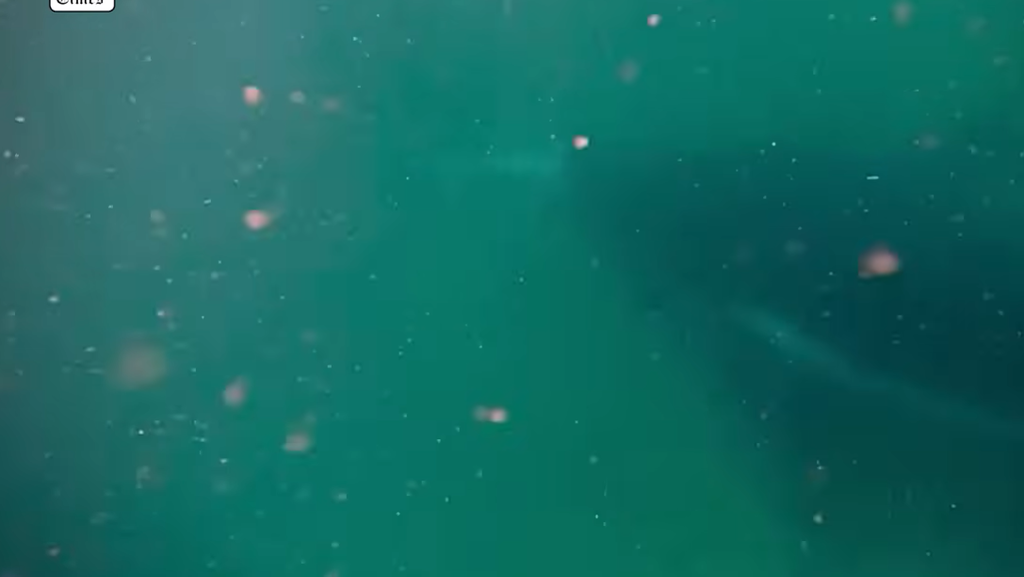 Australia Humpback Whale Stillbirth Video Captures Something Scientists Had Never Witnessed Before