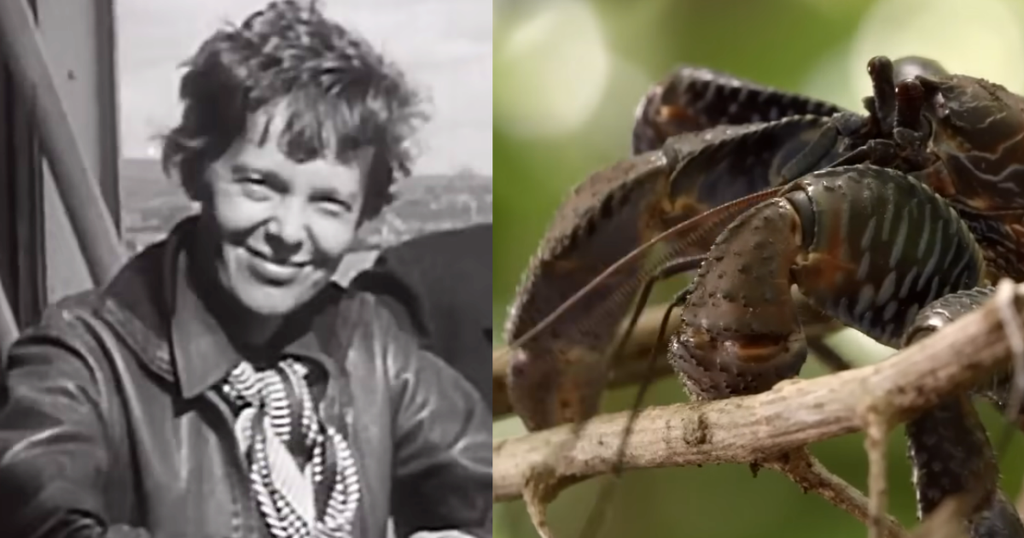 The Amelia Earhart Coconut Crab Theory: What Really Happened on That Remote Pacific Island? The Amelia Earhart Coconut Crab Theory: What Really Happened on That Remote Pacific Island?